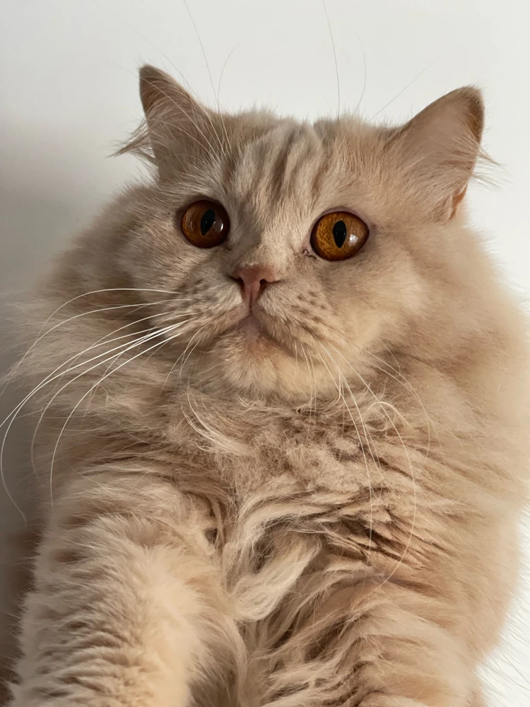 Lovely Sir.Tommy 🤵🏻🐾