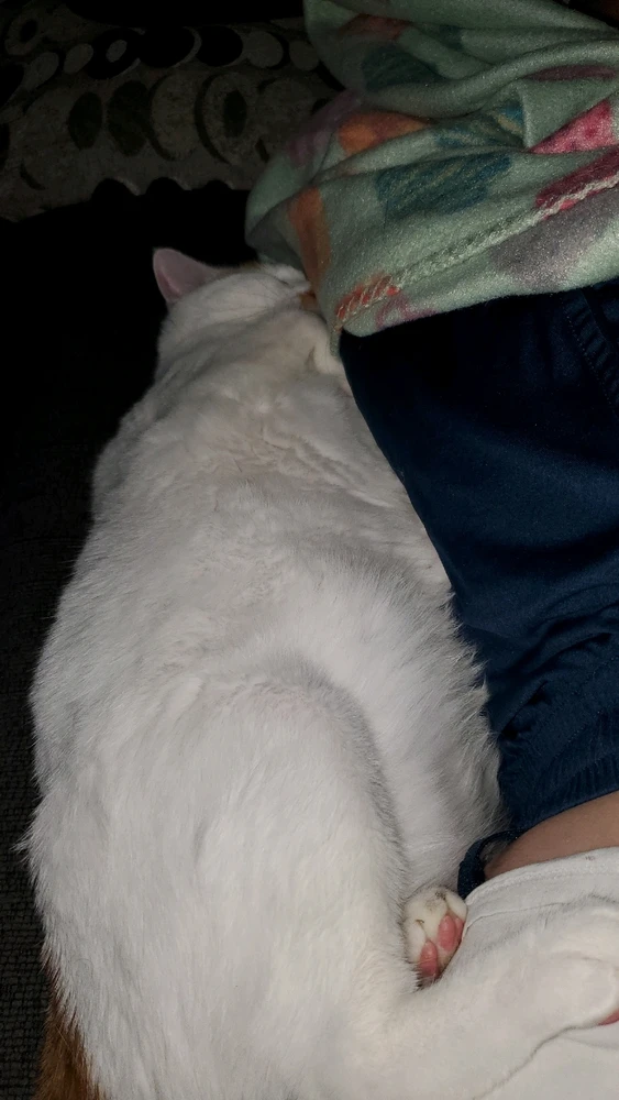 Need to find me someone who loves me even half as much as this cat