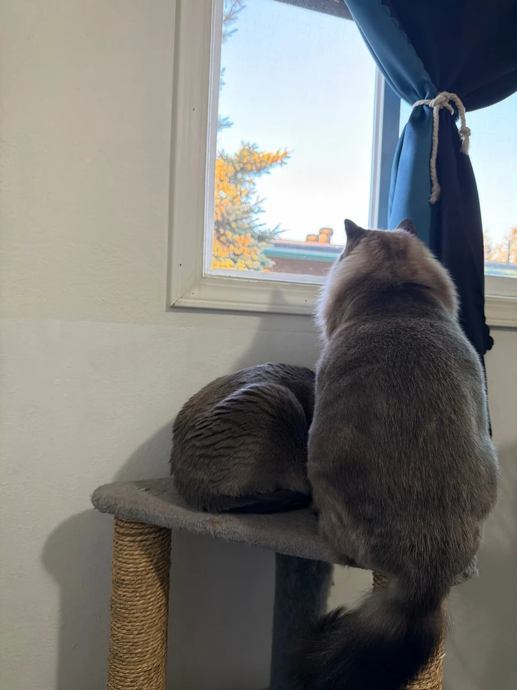 Gandalf and Liam, birb hunters