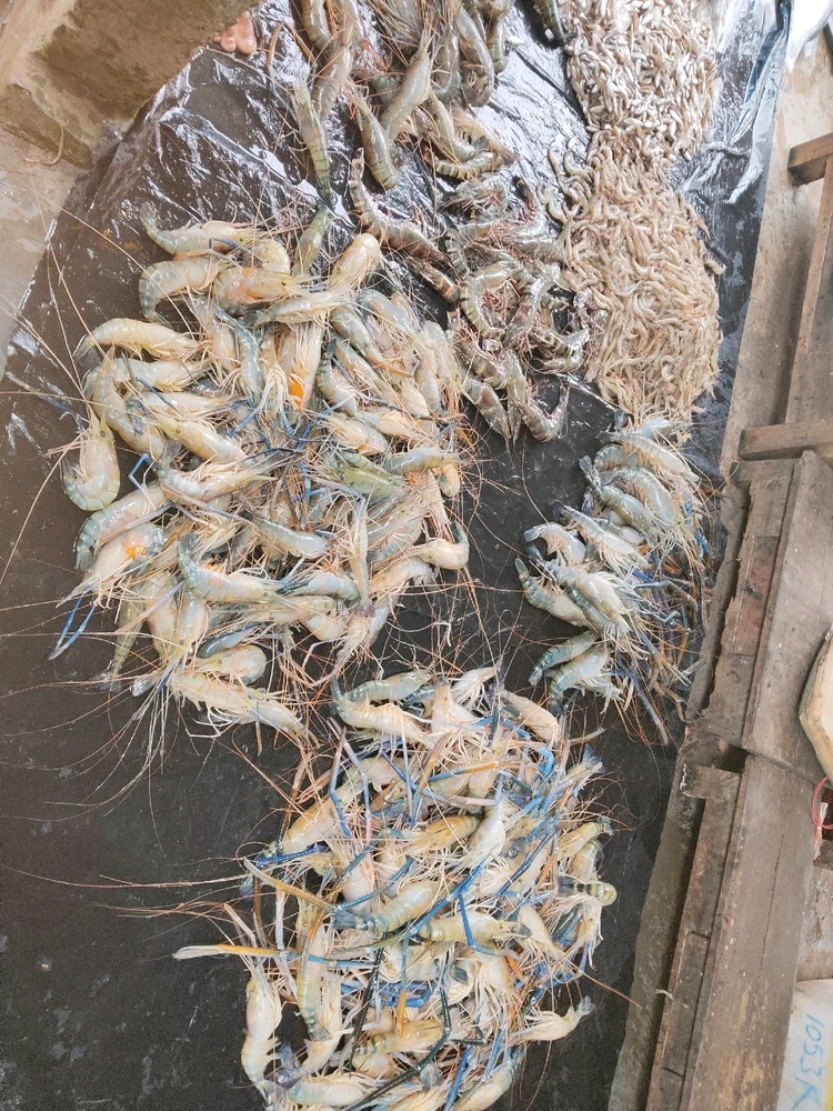 Image uploaded by Swspnadeep