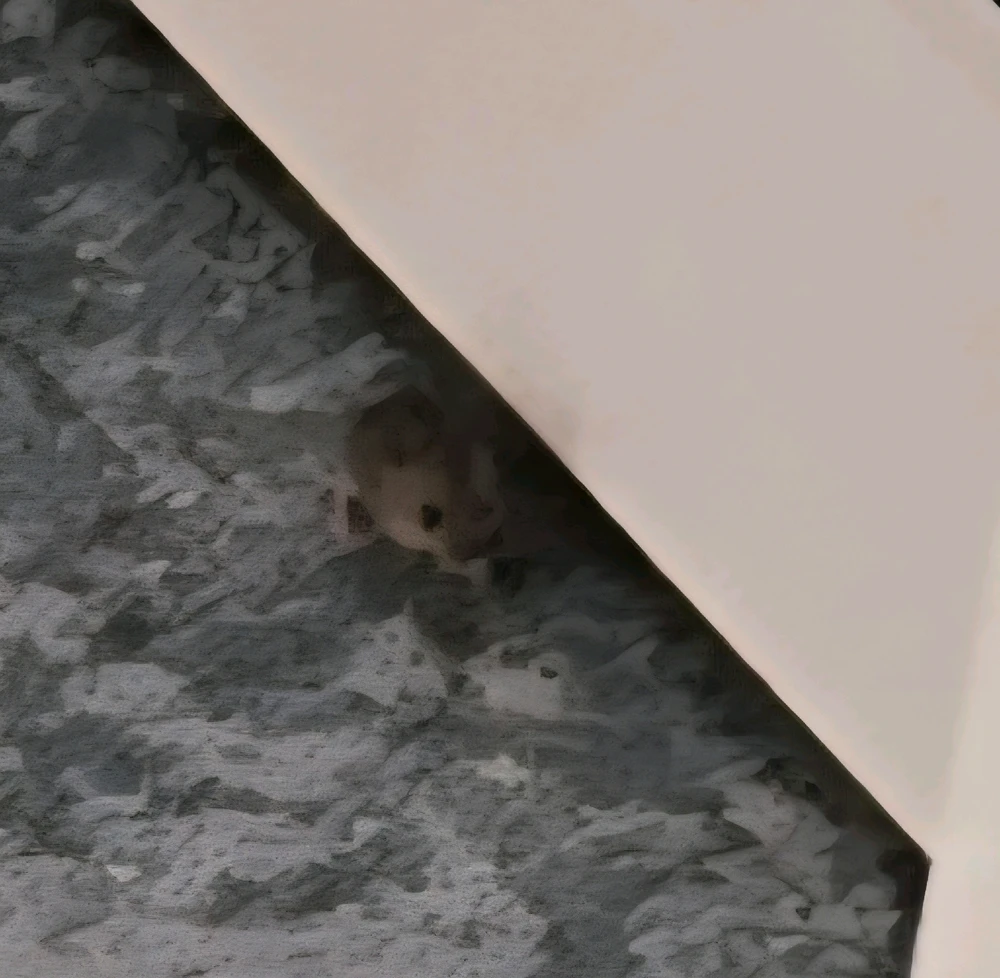 @cats I found something for you in my Hotel π