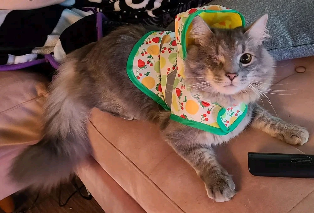 Fancy boi Taco