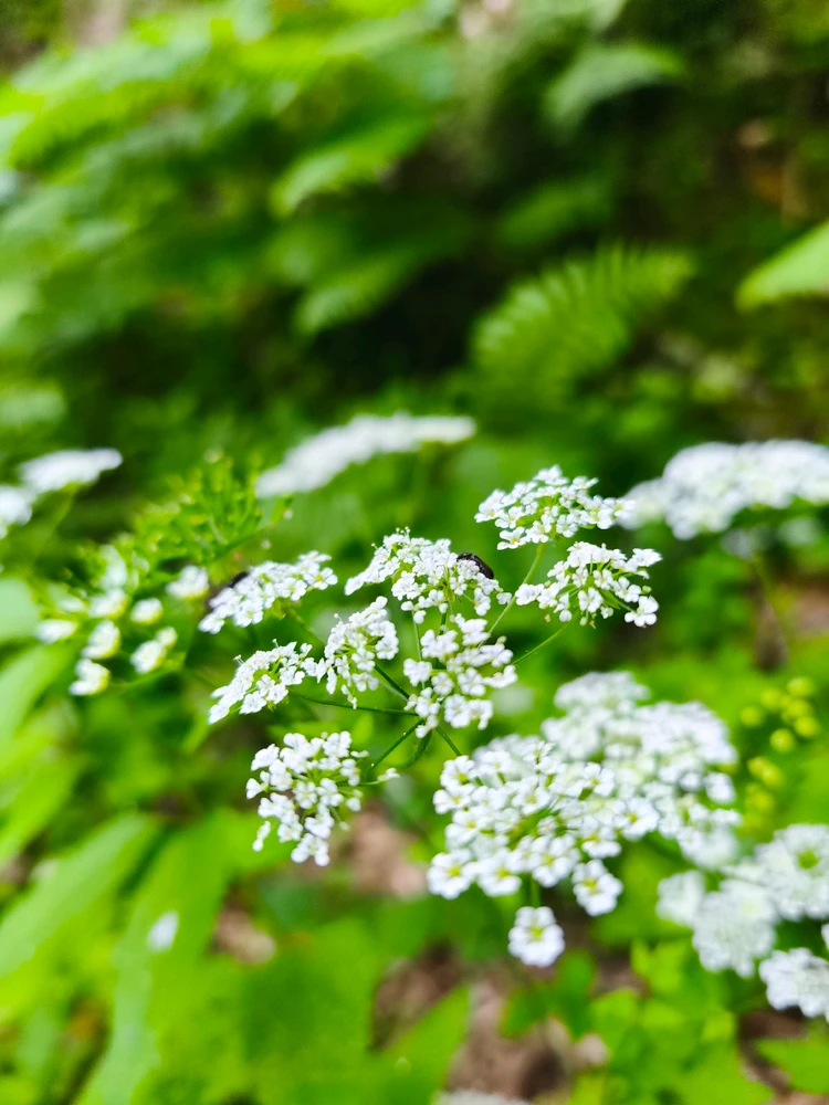 Image uploaded by Renato