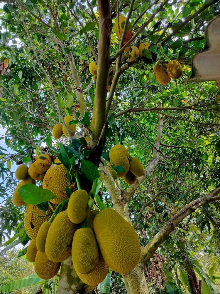 Jackfruit
