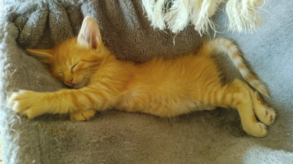 Good morning, orange wonders!