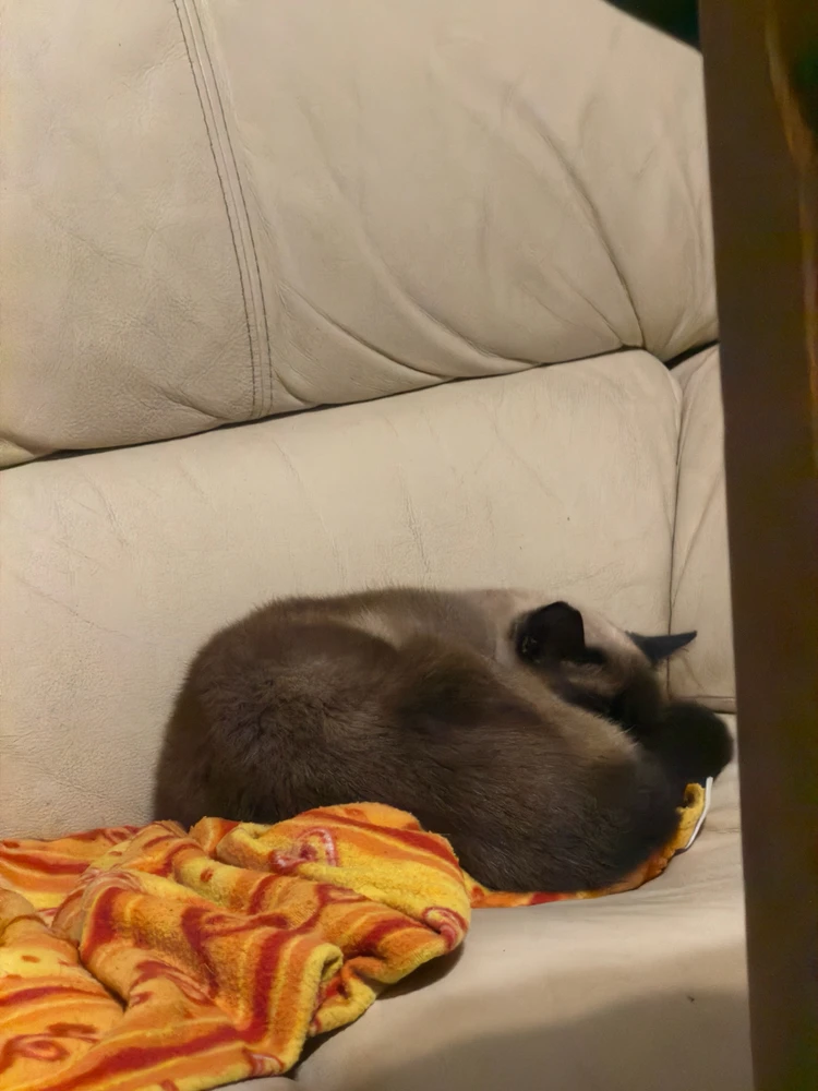 GIF caricata da Enrico