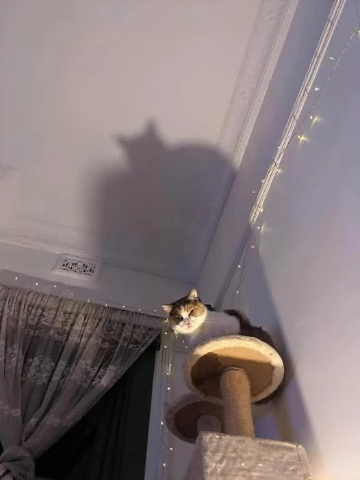 Гіфку завантажив Артем