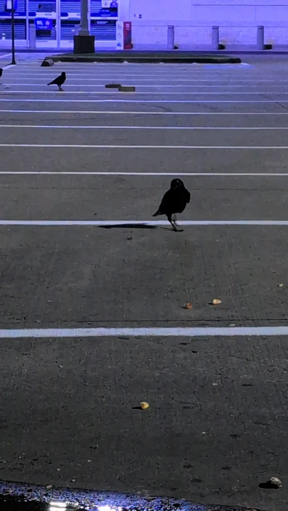 صورة رفعها Raven