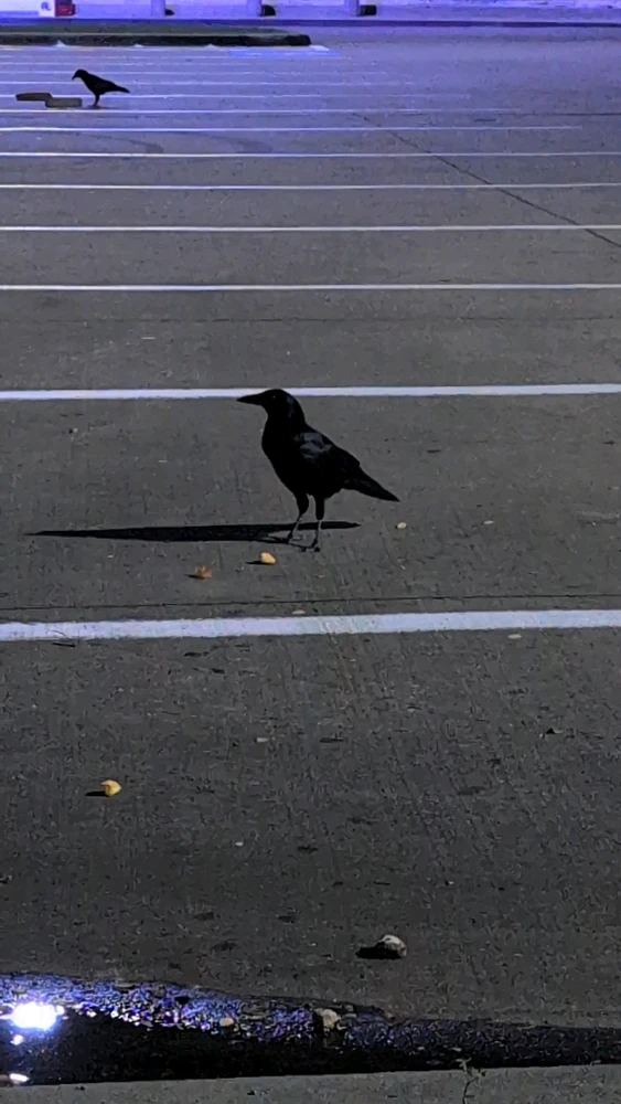 صورة رفعها Raven