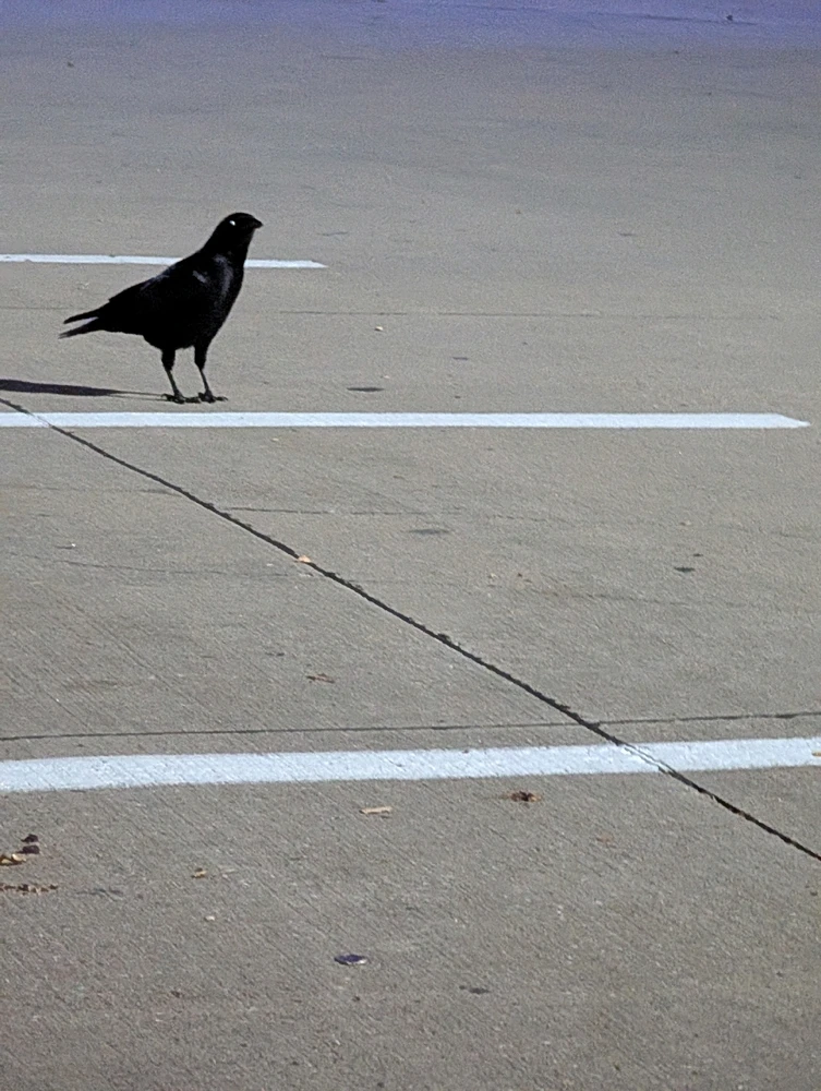 صورة رفعها Raven