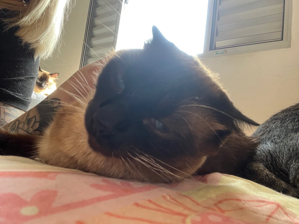 Gêmeos siameses de rosto emburrado