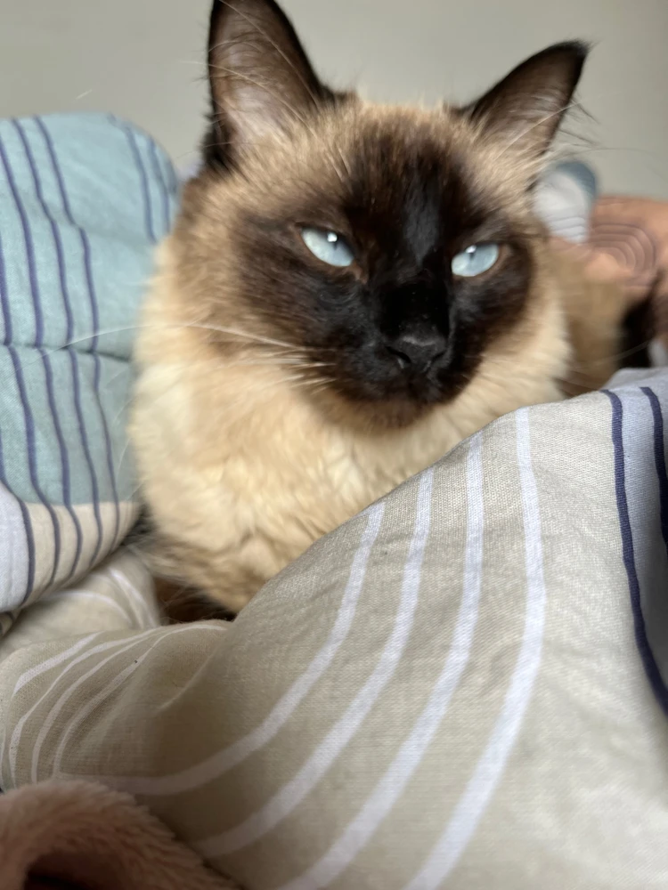 Gêmeos siameses de rosto emburrado