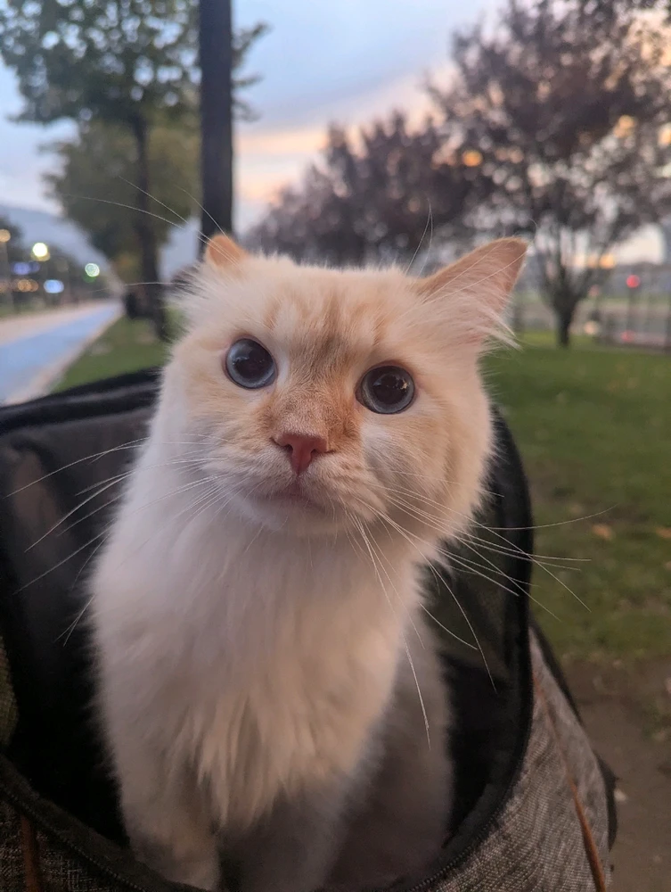 Ahmet tarafından yüklenen GIF