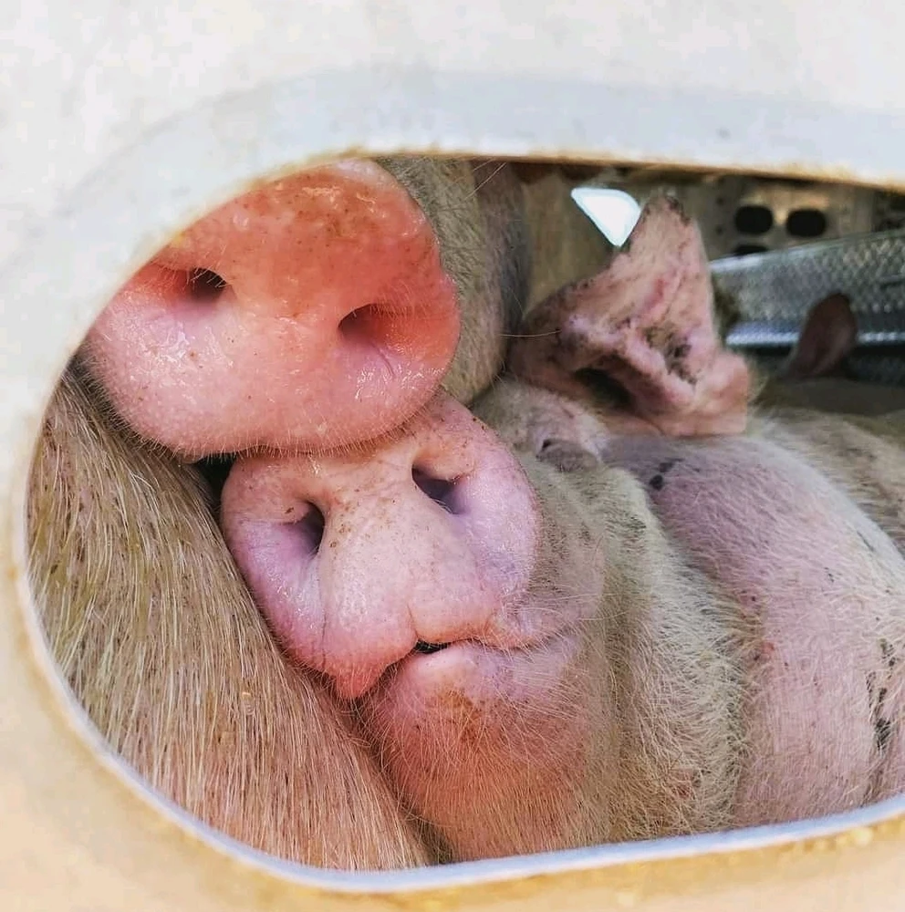 GIF caricata da Roberto