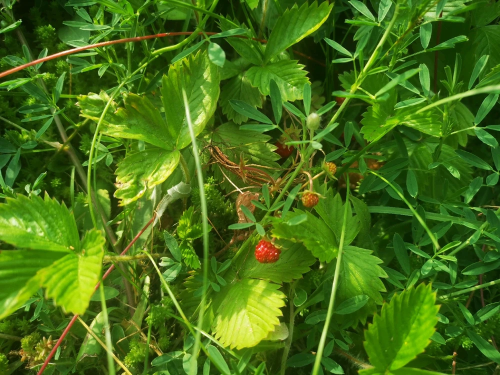 Polskie jedzonko♥️