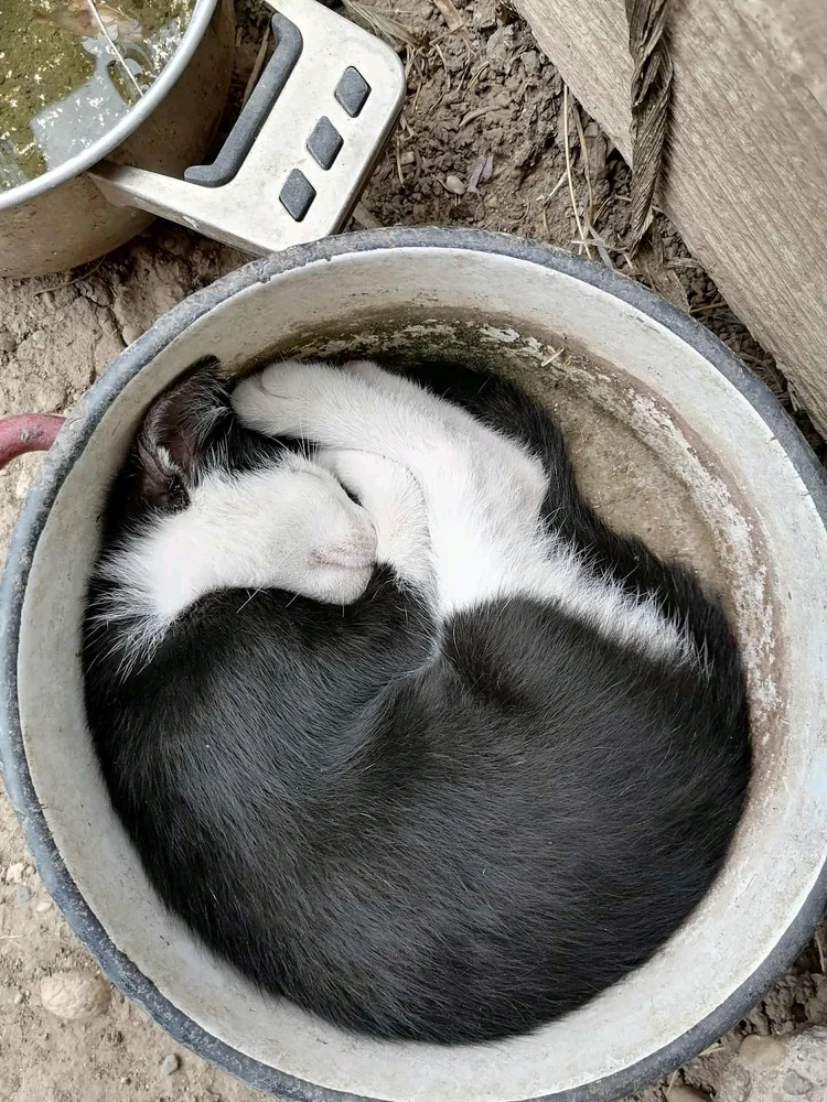 GIF otpremio/la Nebojša Pralica