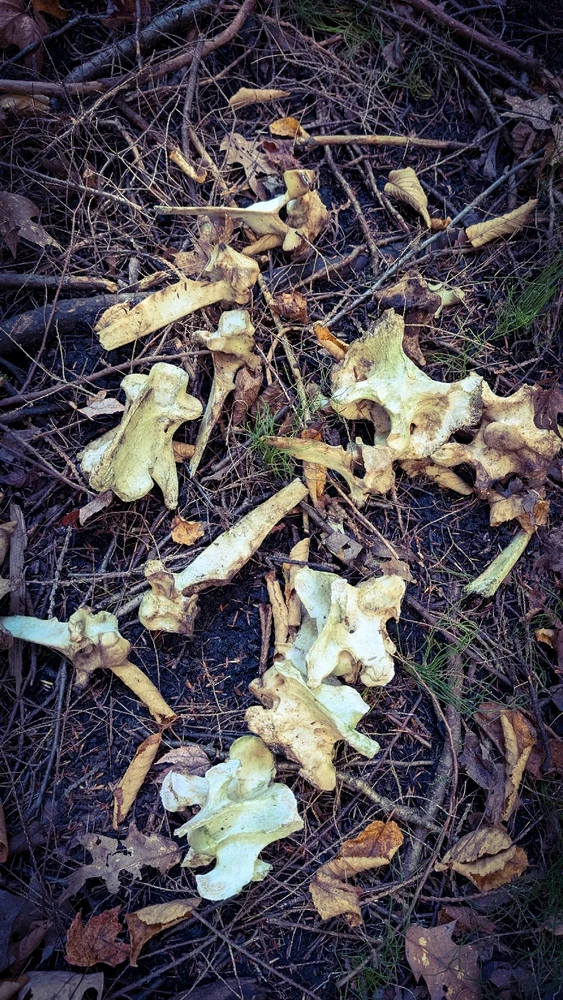 Image uploaded by Dana