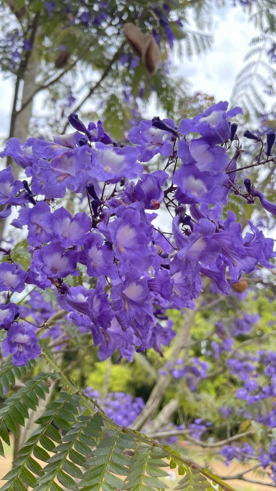 Imagem enviada por Jaqueline