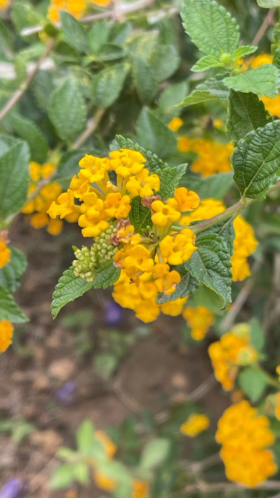 Imagem enviada por Jaqueline