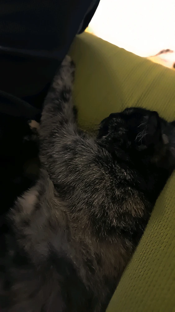 Toprak tarafından yüklenen GIF