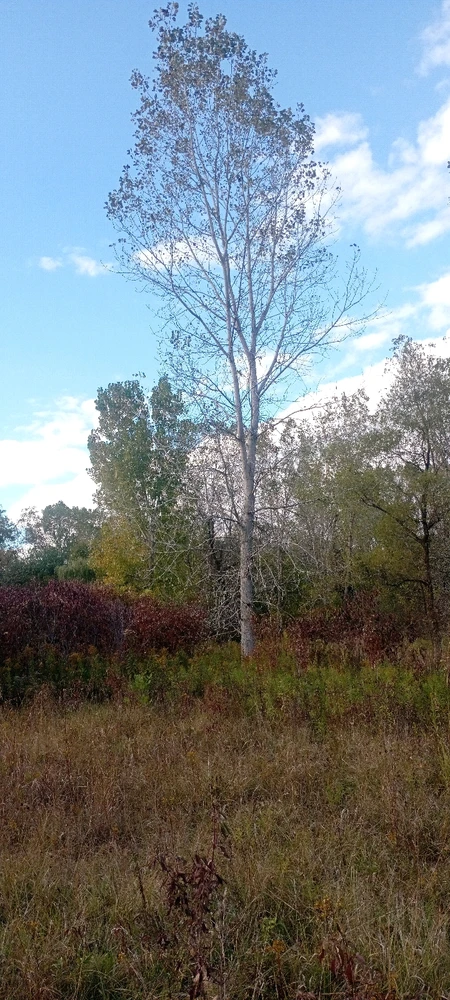 Image uploaded by Nyles