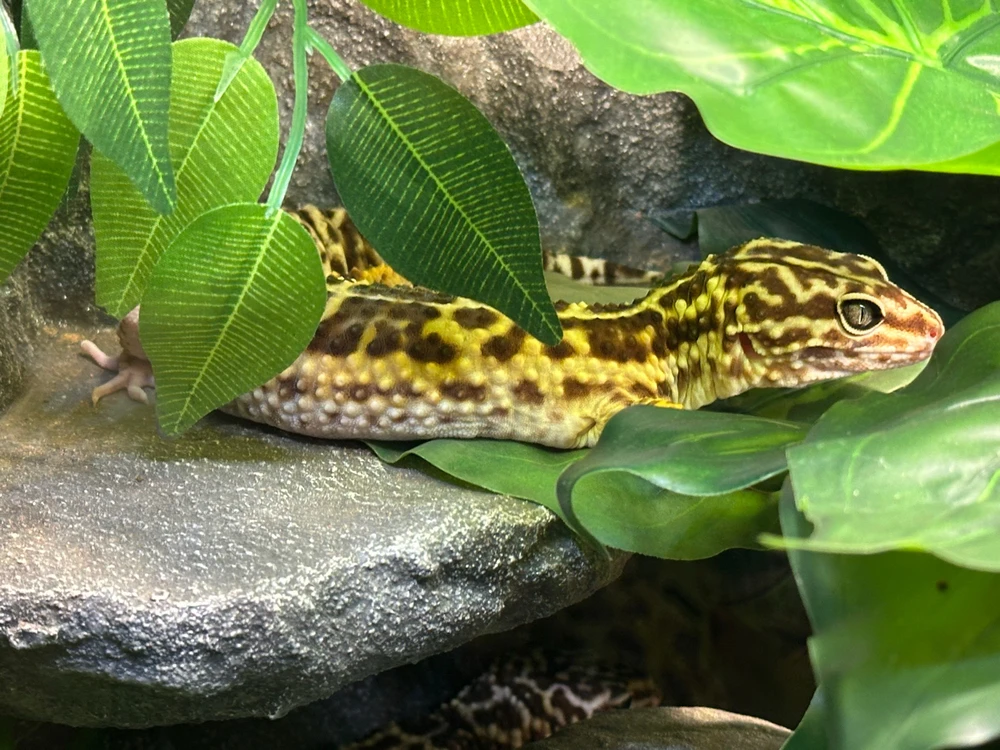 GIF hochgeladen von Ronny