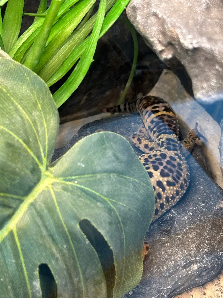 GIF hochgeladen von Ronny