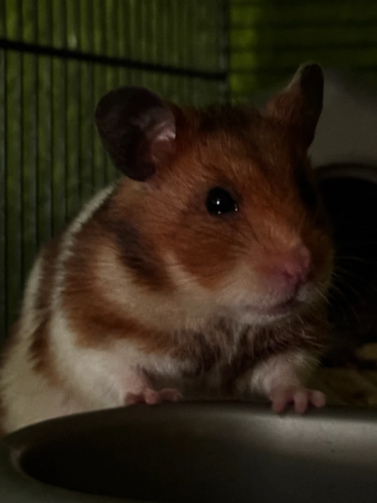 Image uploaded by Jonathan