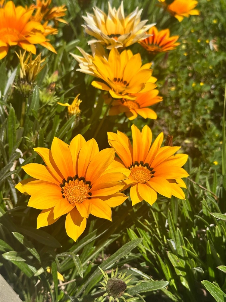 GIF subido por Mario