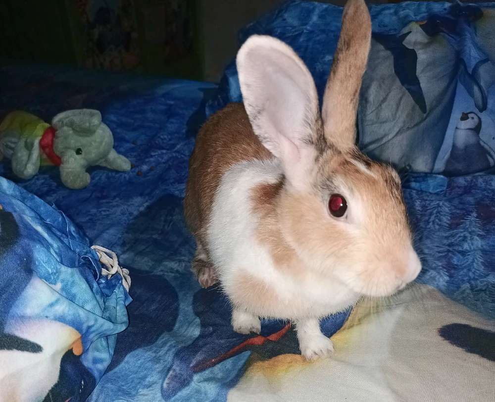 GIF uploaded by shortgirl