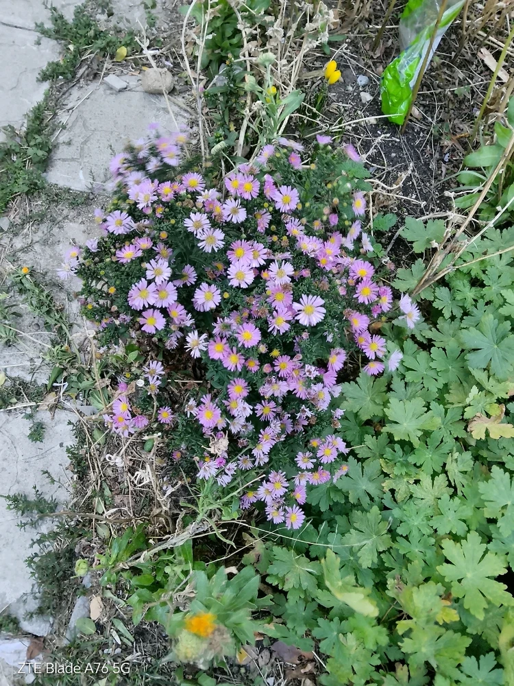 Качено от Geri