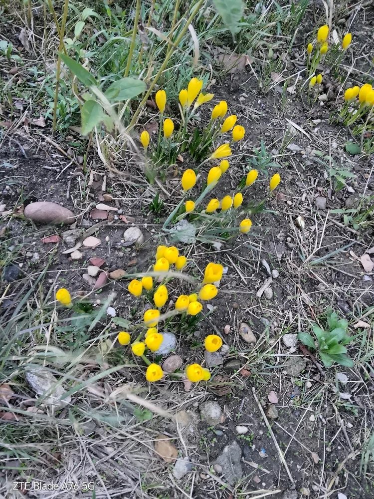 Качено от Geri