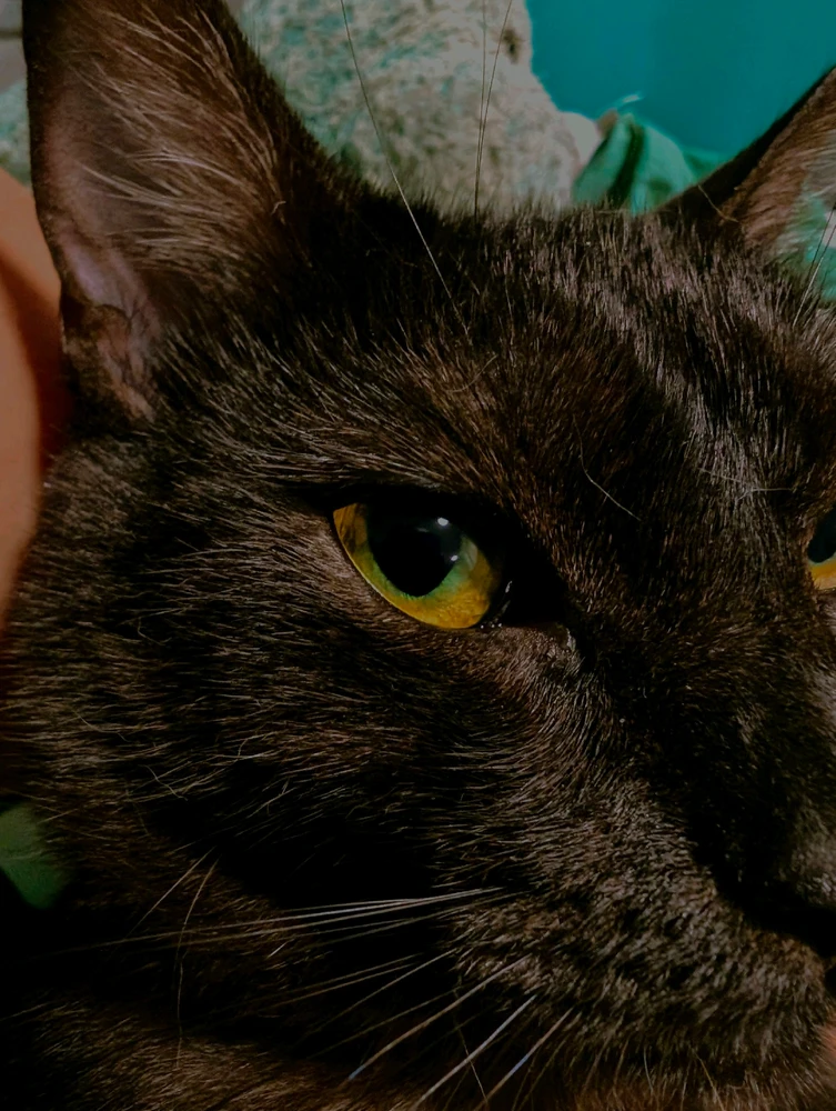 GIF ajouté par Bug