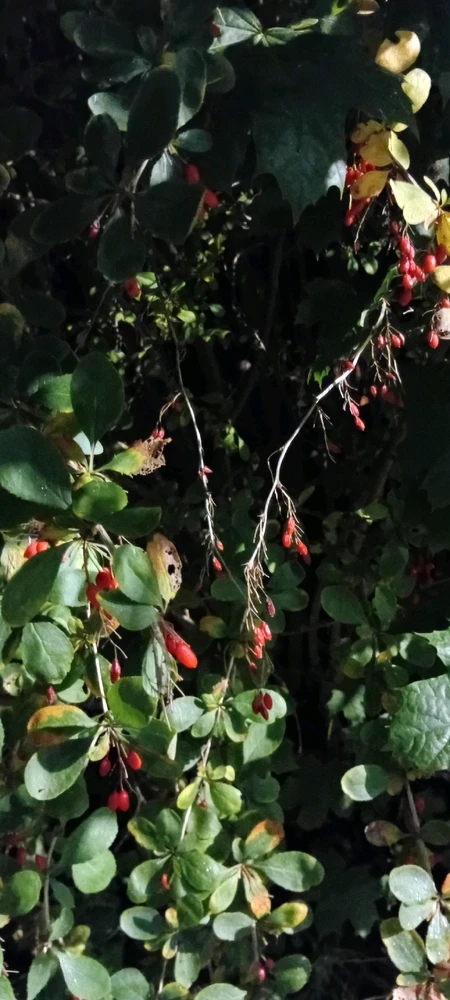 Image uploaded by Ева (Eva)