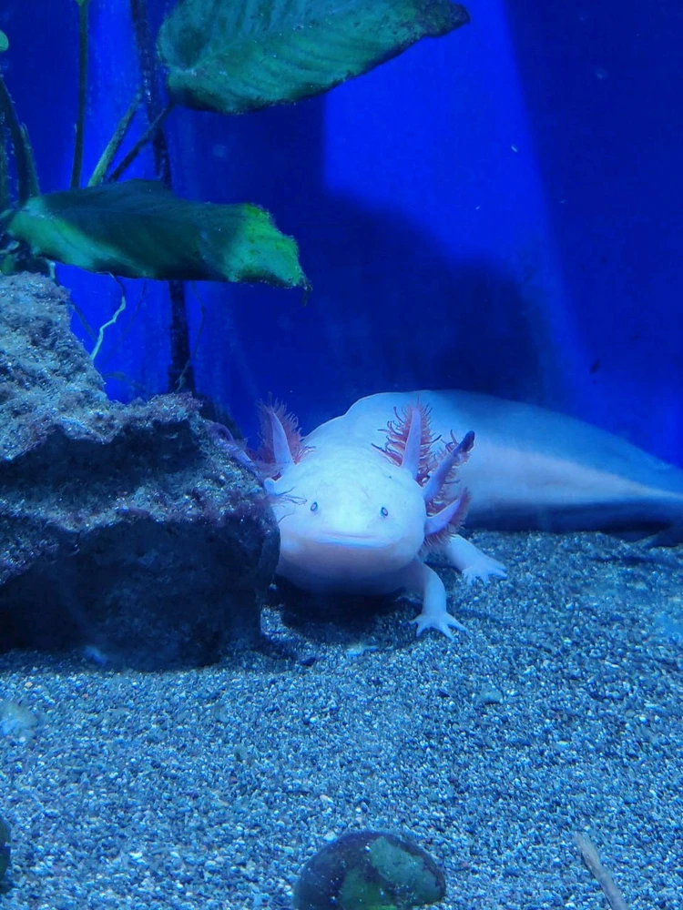 Галина ฅ^•ﻌ•^ฅがアップロードしたGIF