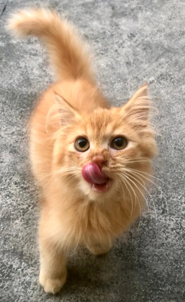 GIF diunggah oleh eloinà