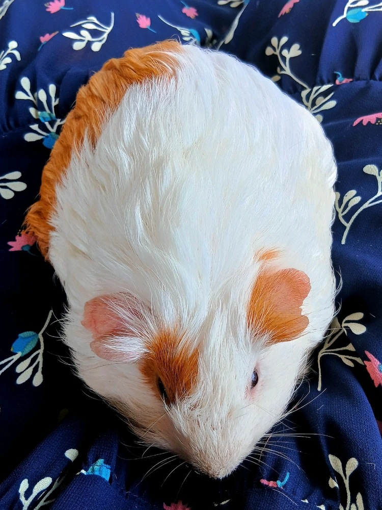 GIF uploaded by Honey