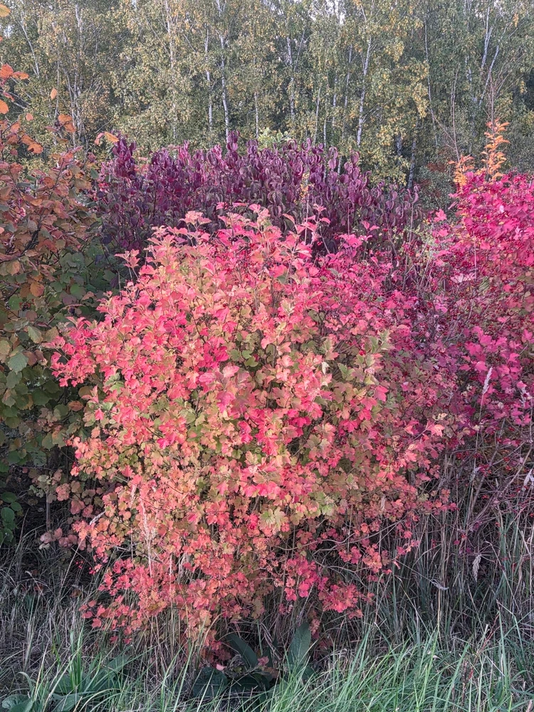 Obrázek nahrál Peťule