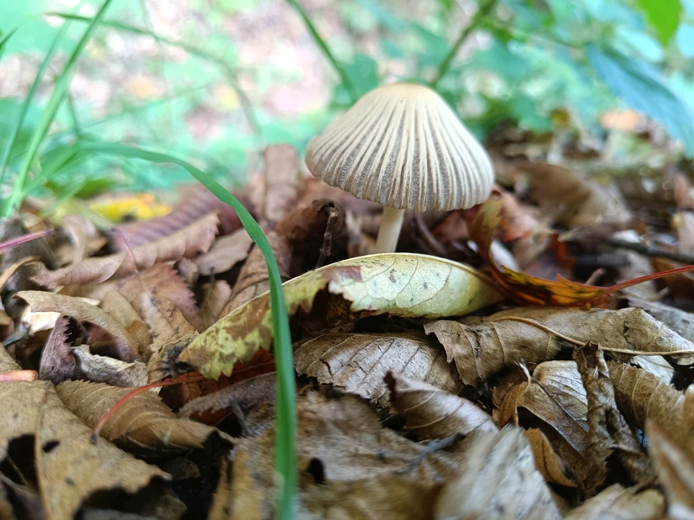 Máté által feltöltött kép