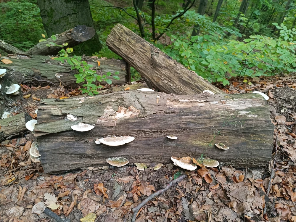 Máté által feltöltött kép