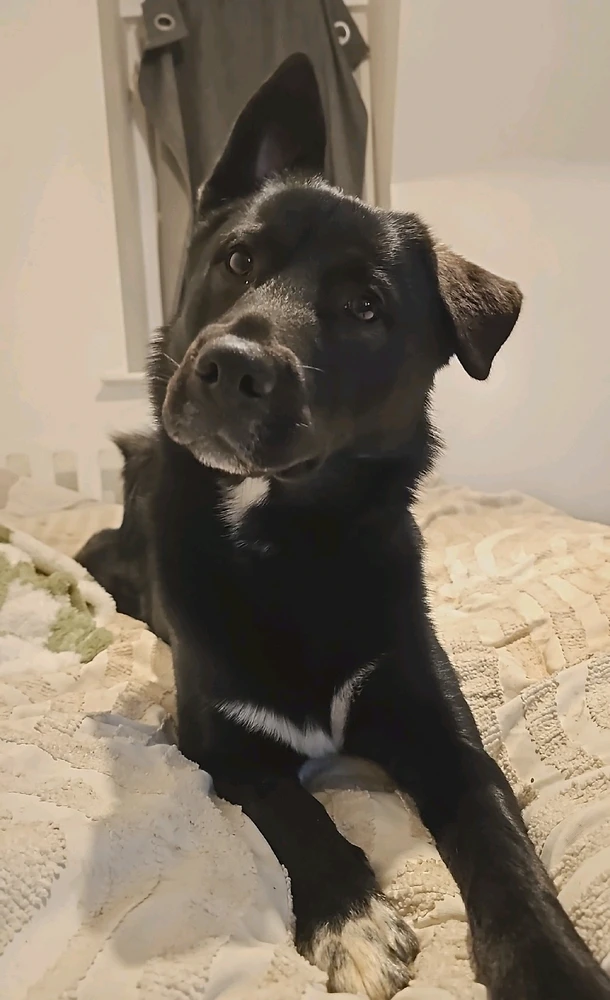 GIF uploaded by Jacob Liam