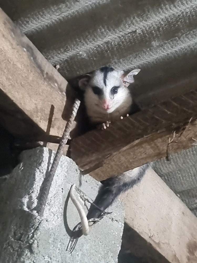 As visitas que recebo🥰