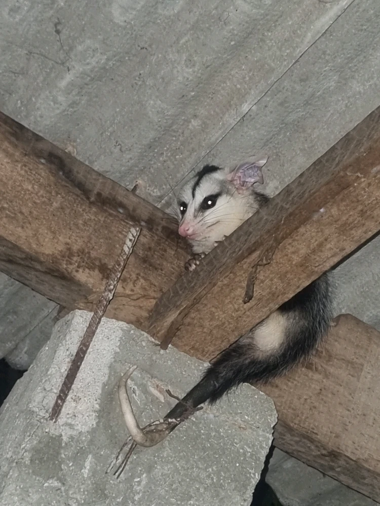 As visitas que recebo🥰