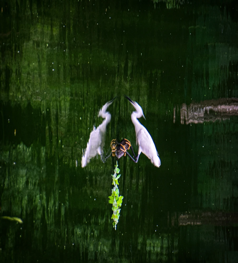 GIF diunggah dening Hrit