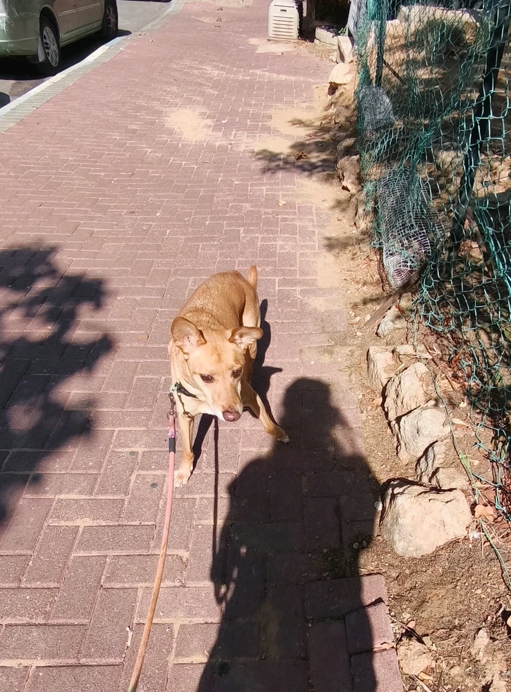 GIF gi-upload ni חן