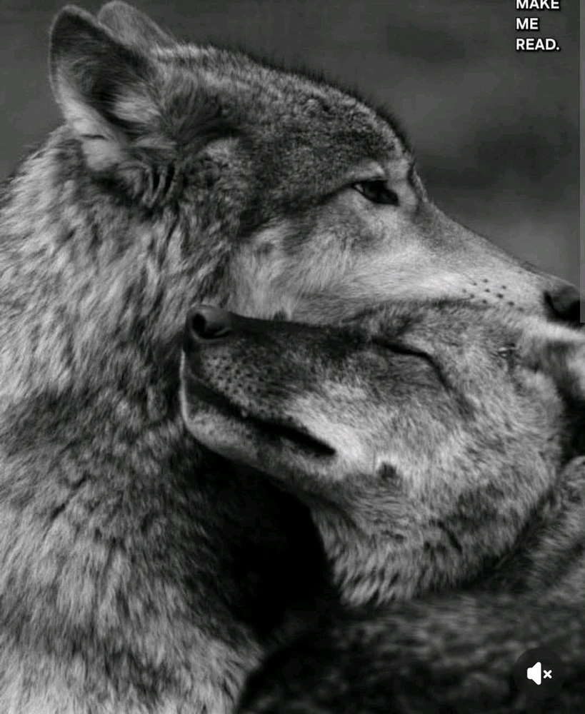 Le loup le seul animal qui une fois qu'il a choisi ça partenaire ne la quitte plus jusqu'à la fin de ça vie une belle preuve d'amour