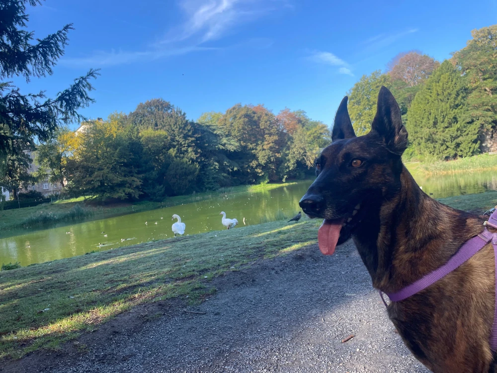 זה בייליס אחרי שראה ברבורים לפעם הראשונה בחיים