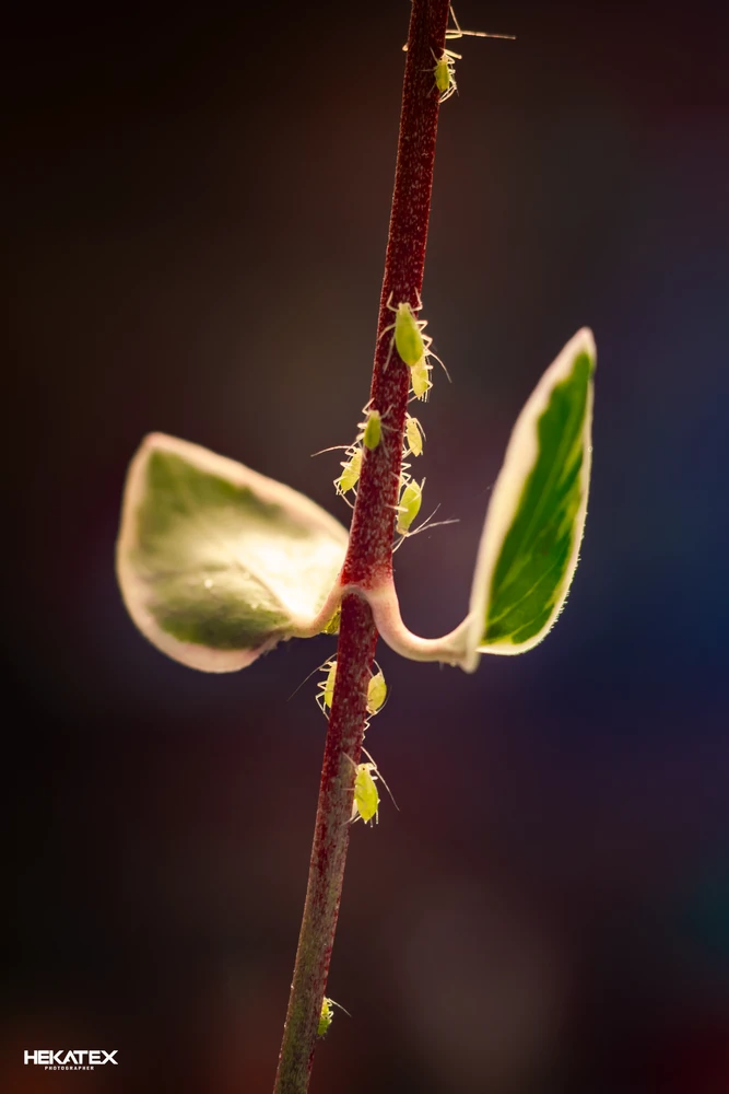 Imagen subida por Rolando