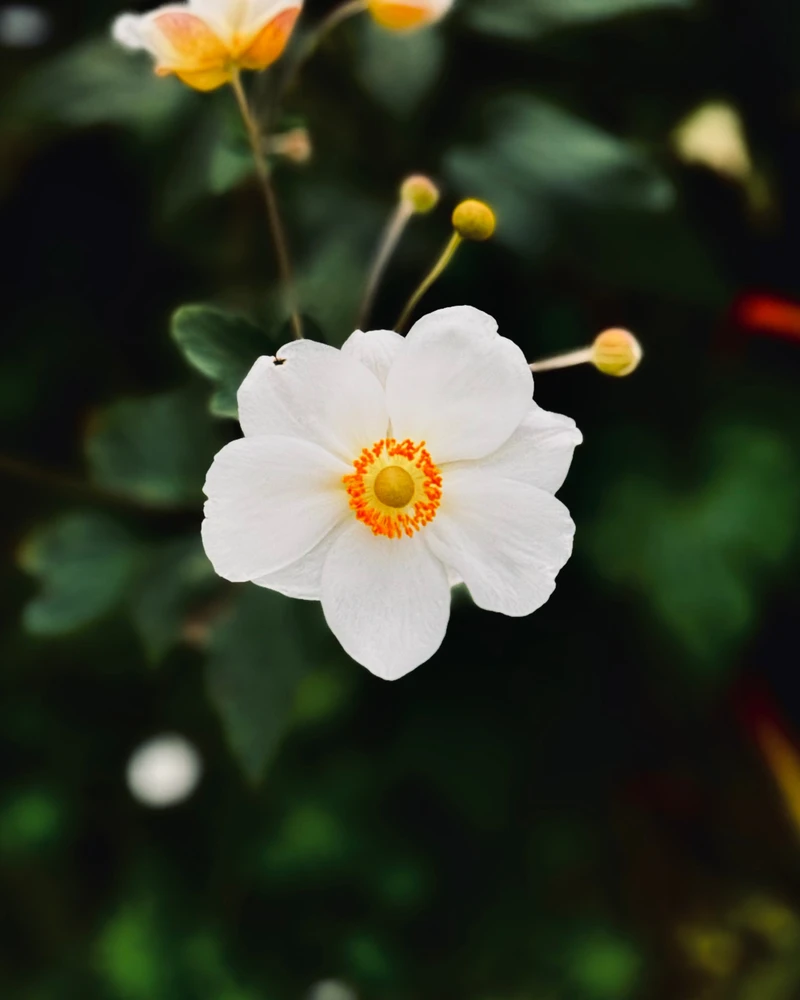 Local flowed, daisies? I have no idea!