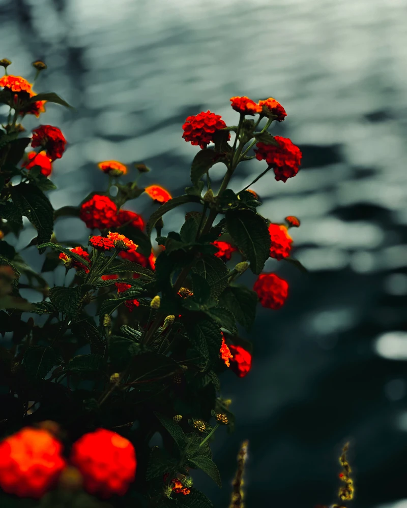 Ringelblume (чорнобривці) I suppose?